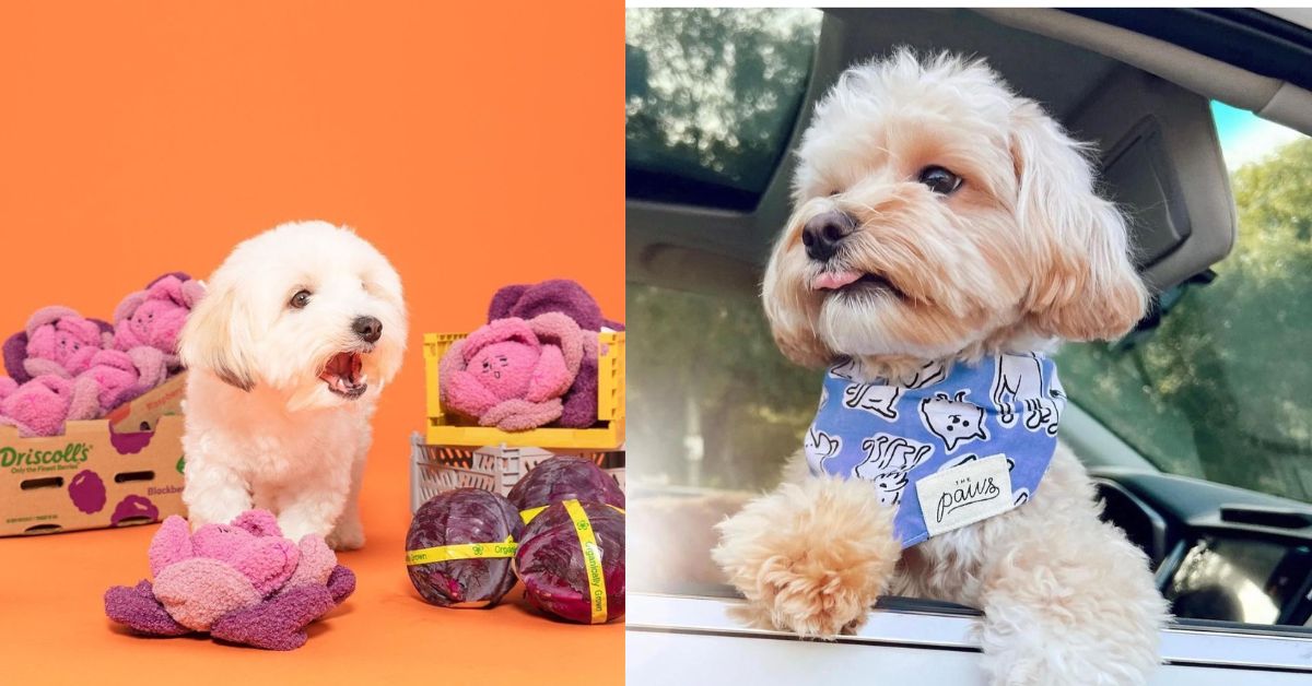 Best Pet Shops in Singapore for Food, Supplies, Toys and More